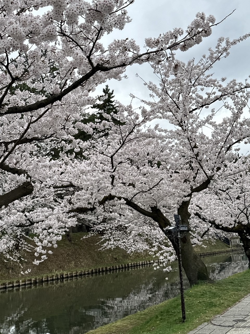 桜満開です🌸