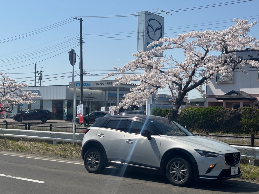 さくらが満開🌸絶好のドライブ日和🚙　4/25.26　来店プレゼントのご案内！